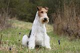 FOX TERRIER 572